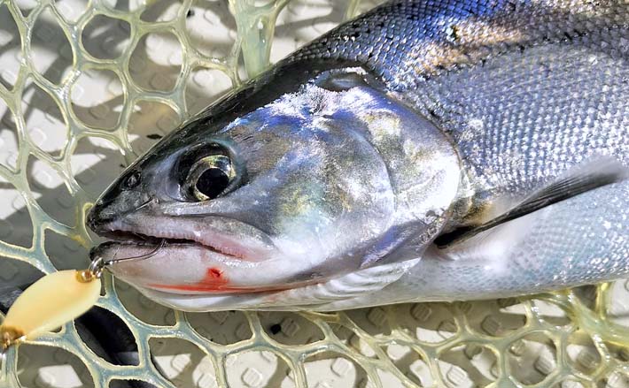 琵琶湖のレイクトローリングでビワマス連発【滋賀県】48cm頭に2人で10