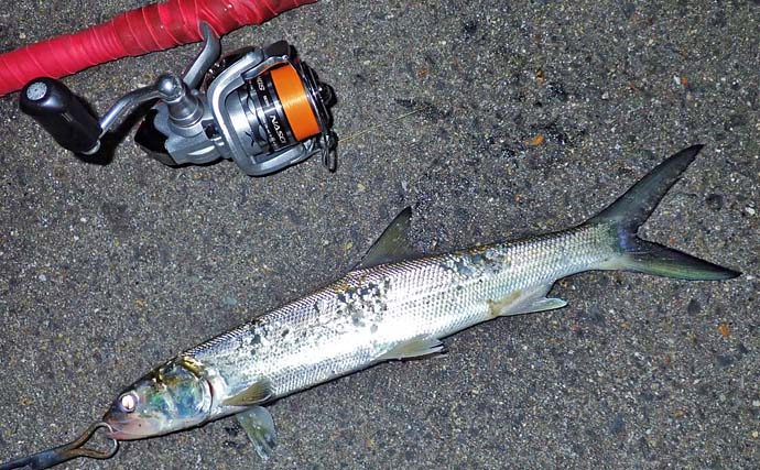 釣魚・外道のグルメ『カライワシのムニエル＆天ぷら』　釣って30分が勝負