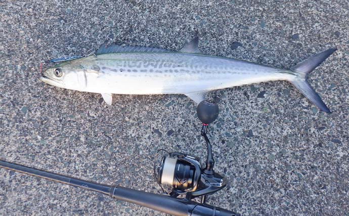 敦賀湾ショアジギングで53cm筆頭にサゴシ2匹手中【福井】ナブラ発生から一気に時合い突入