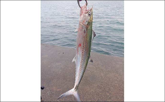 敦賀湾ショアジギングで53cm筆頭にサゴシ2匹手中【福井】ナブラ発生から一気に時合い突入