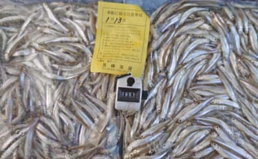 「951匹も1,000匹届かず……」入鹿池のボートワカサギ釣りで終始入…