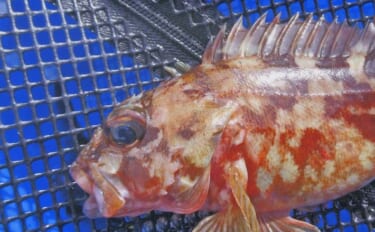 厳寒期の穴釣りでカサゴ2匹手中【三重・河芸漁港】貸し切り堤防をランガン…