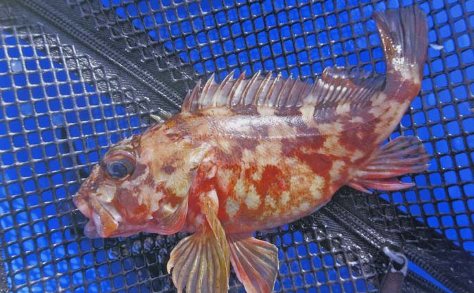 厳寒期の穴釣りでカサゴ2匹手中【三重・河芸漁港】貸し切り堤防をランガン攻略