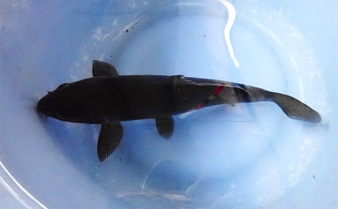 屋内釣り堀でコイのツ抜けに成功！【静岡】底釣りと宙釣りの使い分けがキモ？