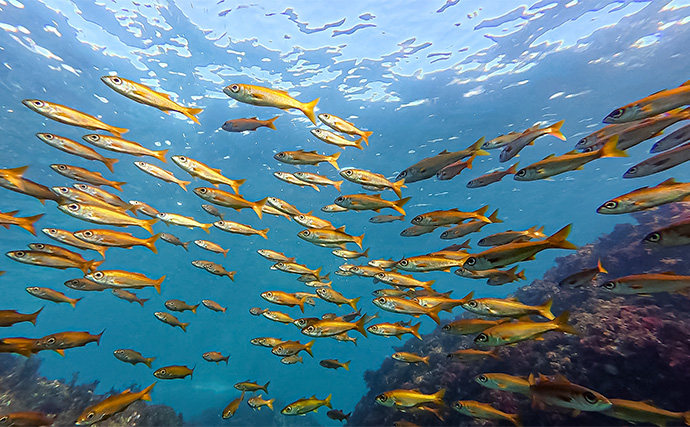 「海の中で出会ったヌシ魚に惚れた！」 磯で潜水してどんな魚がいるか調べてみた