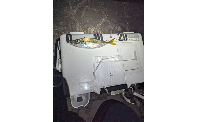 個人開催の良さがつまった「浜名湖アジング大会」ってどんな釣り大会？