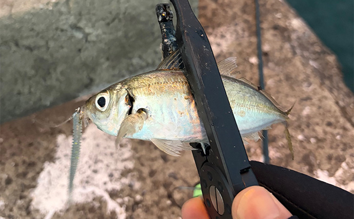 「アジはオレンジ色がお好き？」 大阪南港アジング釣行でアジ12尾をキャッチ！