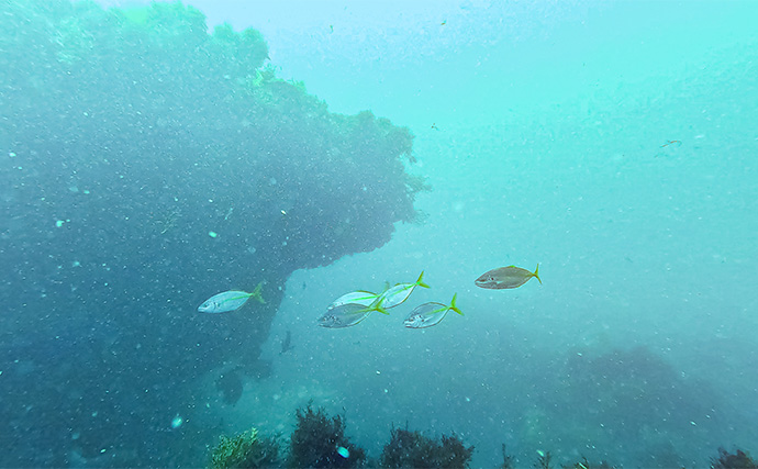 「海の中で出会ったヌシ魚に惚れた！」 磯で潜水してどんな魚がいるか調べてみた