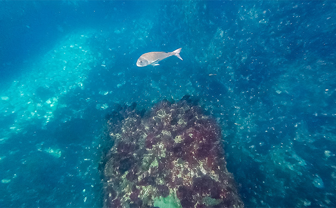「海の中で出会ったヌシ魚に惚れた！」 磯で潜水してどんな魚がいるか調べてみた