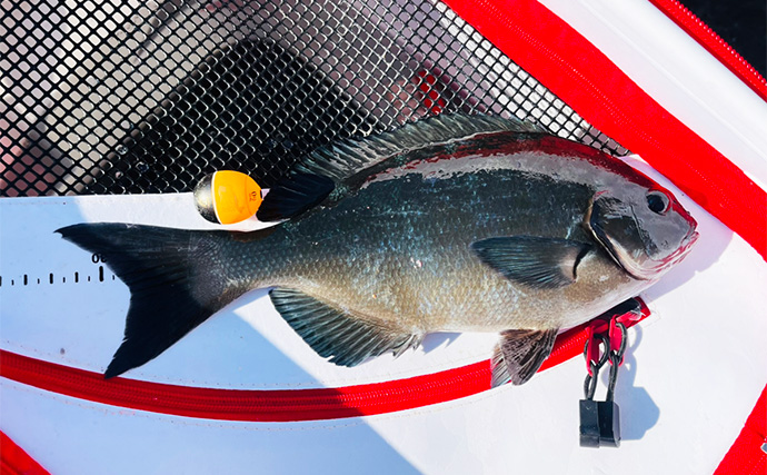フカセ釣りで40cm級頭にクロ連打【大分・蒲江】サイズアップを狙う釣り方とは？