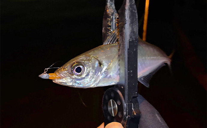 大阪南港フェリーターミナルでのアジング釣行で本命アジ5尾　今後は春の回遊待ちか？