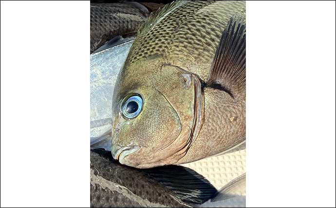 ボートでのフカセ釣りで寒グレ爆釣！【三河湾】ルアーロッドで入れ食いを堪能