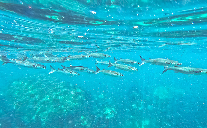 「海の中で出会ったヌシ魚に惚れた！」 磯で潜水してどんな魚がいるか調べてみた