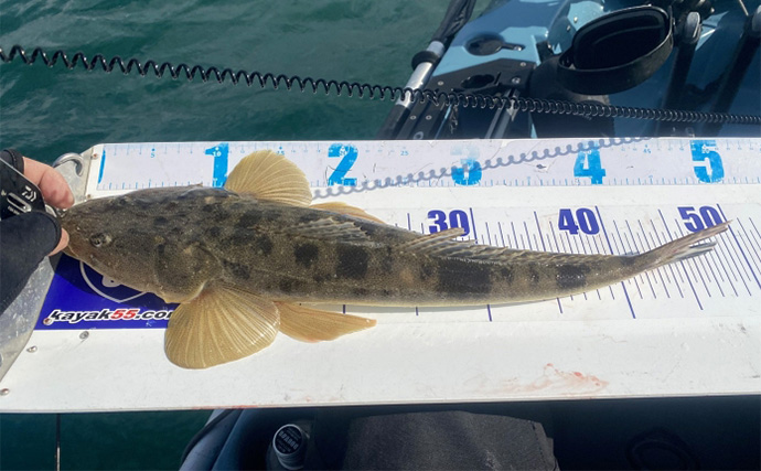 「冬のカヤックフィッシングはツラくない！」ボトムワインドでヒラメにマゴチ連発