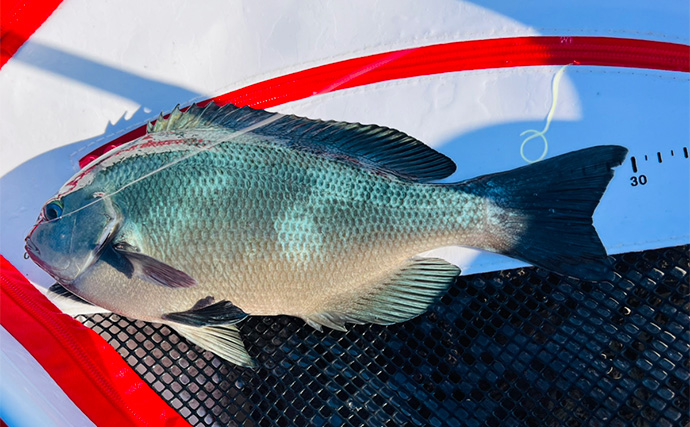 沖磯フカセ釣りで37cmクロを好捕！【大分・大和丸】30cm級クロは入れ食い