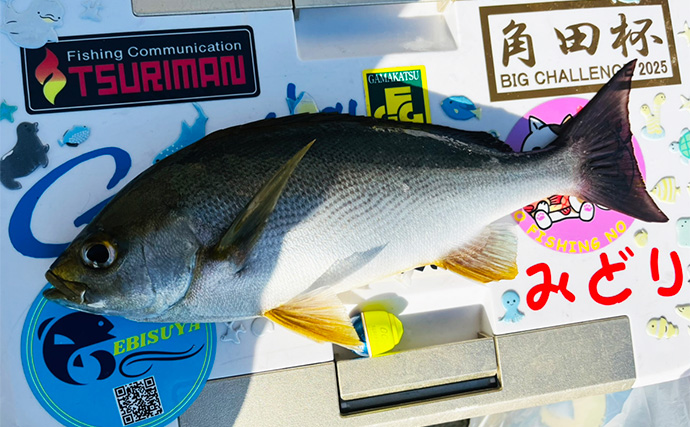 磯フカセ釣りで50cm級良型真鯛が連発！【大分】本命クロにイサキにオオモンハタと多彩釣果