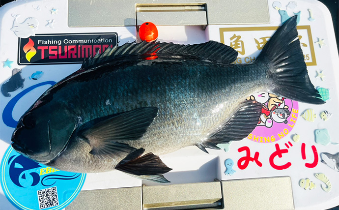 50cm超え筆頭に大型クロ（グレ）乱舞！【大分】一級磯のポテンシャルは圧巻