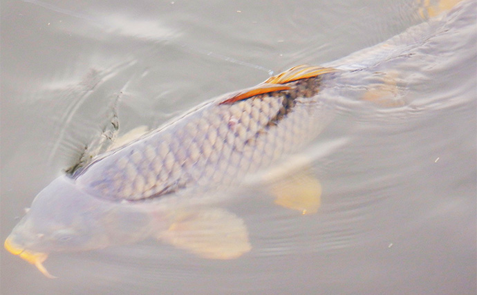荒川温排水で10kgオーバー大型コイ堂々浮上！【埼玉】ボラのいぬ間に釣るべし？