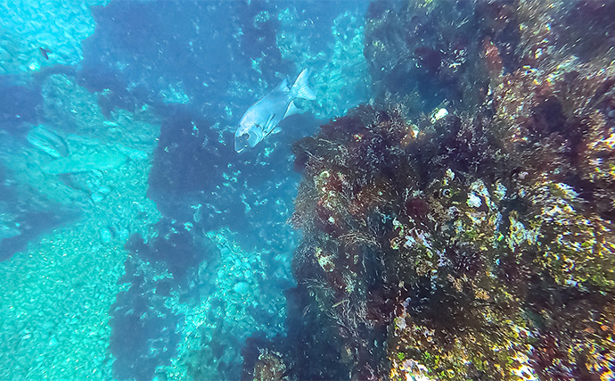 「海の中で出会ったヌシ魚に惚れた！」 磯で潜水してどんな魚がいるか調べてみた