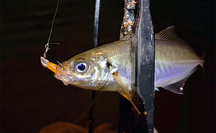 「アジはオレンジ色がお好き？」 大阪南港アジング釣行でアジ12尾をキャッチ！