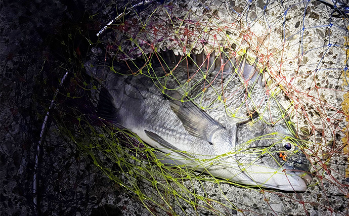 メバリング釣行でチヌが5連発！【大阪・泉大津】プラグルアーに好反応