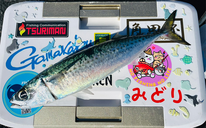 沖磯フカセ釣りで37cmクロを好捕！【大分・大和丸】30cm級クロは入れ食い