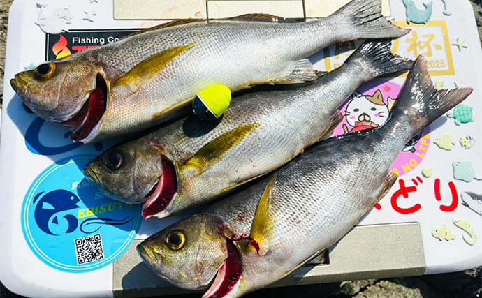 磯フカセ釣りで50cm級良型真鯛が連発！【大分】本命クロにイサキにオオモンハタと多彩釣果