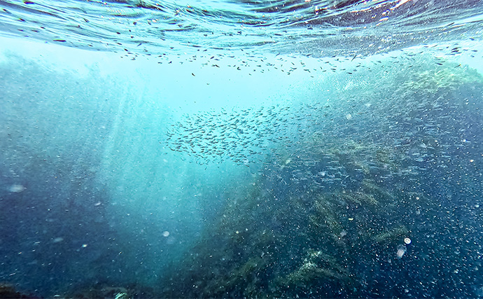 「海の中で出会ったヌシ魚に惚れた！」 磯で潜水してどんな魚がいるか調べてみた