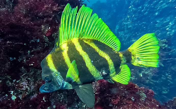 「海の中で出会ったヌシ魚に惚れた！」 磯で潜水してどんな魚がいるか調べてみた
