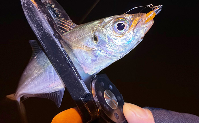 大阪南港フェリーターミナルでのアジング釣行で本命アジ5尾　今後は春の回遊待ちか？