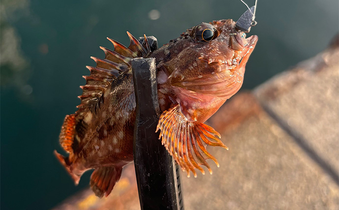 初心者がルアーでも釣りやすい魚ランキングTOP5　海のルアーフィッシングに入門しよう！