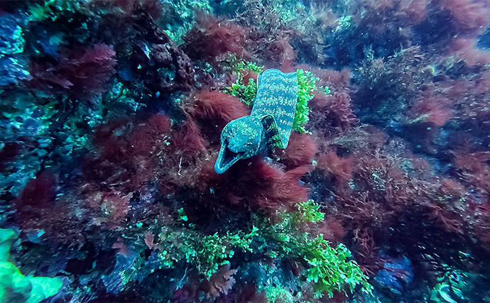「海の中で出会ったヌシ魚に惚れた！」 磯で潜水してどんな魚がいるか調べてみた