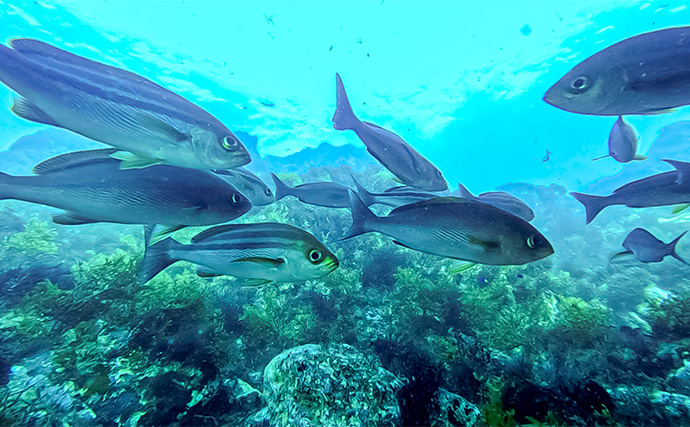 「海の中で出会ったヌシ魚に惚れた！」 磯で潜水してどんな魚がいるか調べてみた