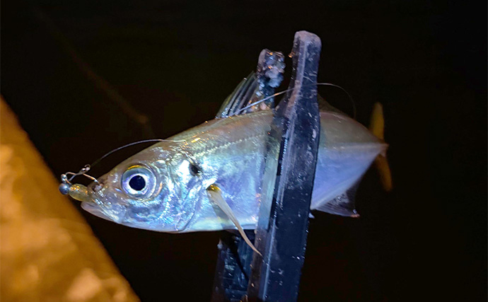 大阪南港フェリーターミナルでアジングが好調！ わずか20分間で「ツ抜け」達成