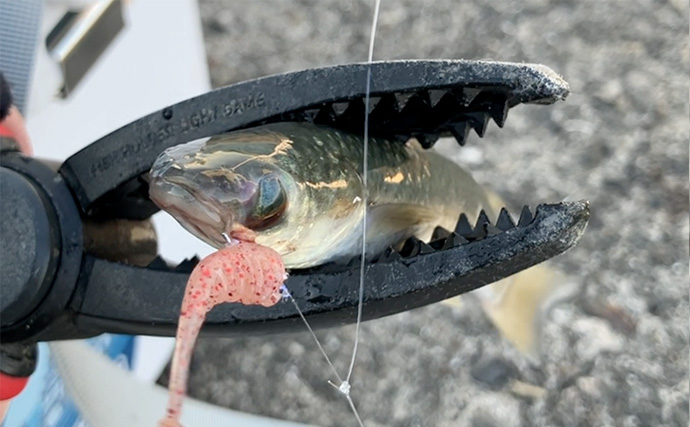 冬の堤防サビキ釣りで入れ食い堪能【大阪南港フェリーターミナル横】アジ不発もサッパ連発