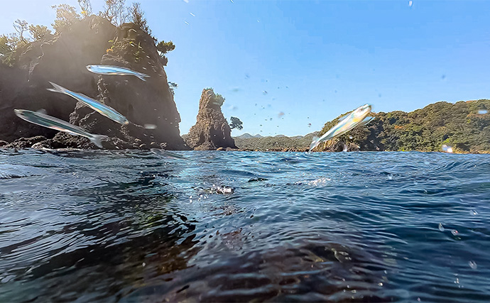 「海の中で出会ったヌシ魚に惚れた！」 磯で潜水してどんな魚がいるか調べてみた