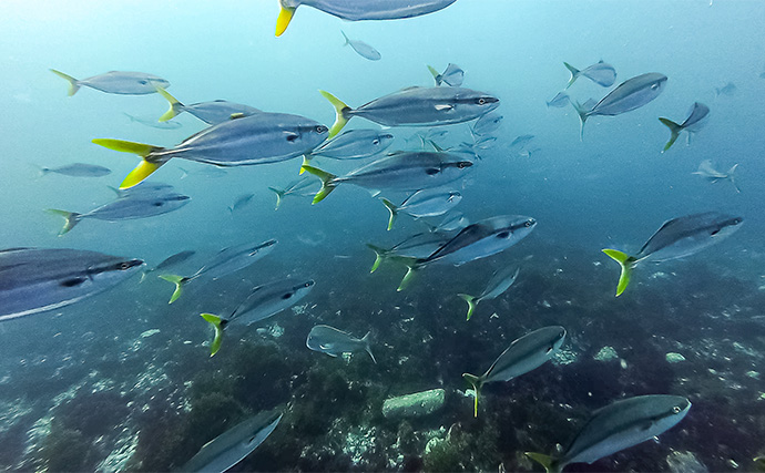 「海の中で出会ったヌシ魚に惚れた！」 磯で潜水してどんな魚がいるか調べてみた
