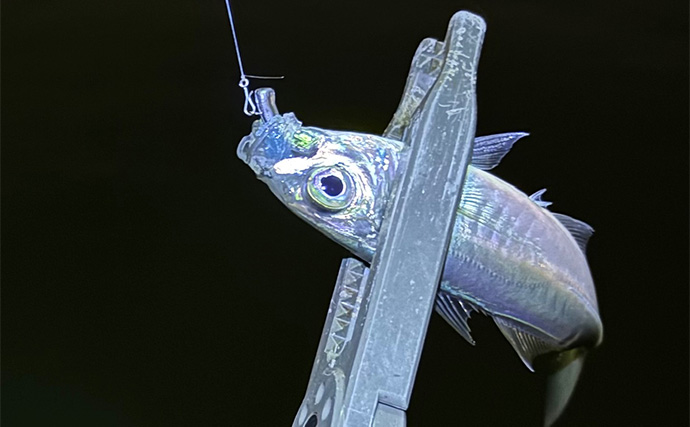 アジング＆メバリングにおける【パイロットリグの考え方と誘い方】