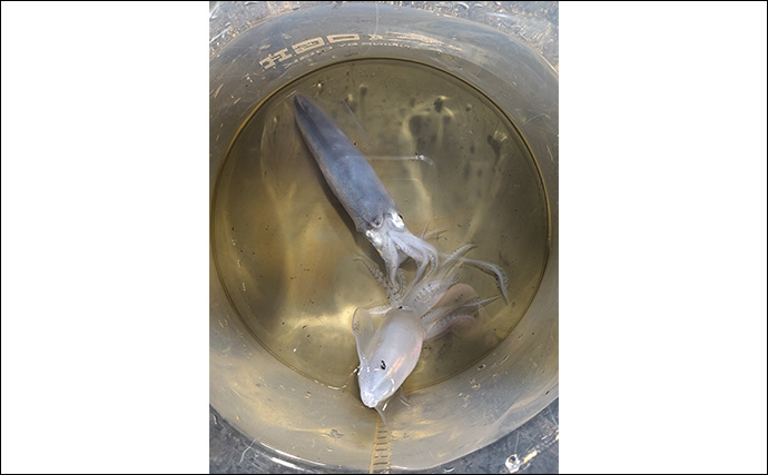 釣れないと言われる半田港でヒイカを狙う【愛知】エサ釣りで当たり千金の2匹キャッチ