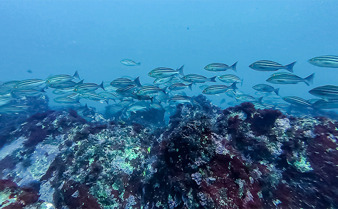 「海の中で出会ったヌシ魚に惚れた！」 磯で潜水してどんな魚がいるか調べてみた