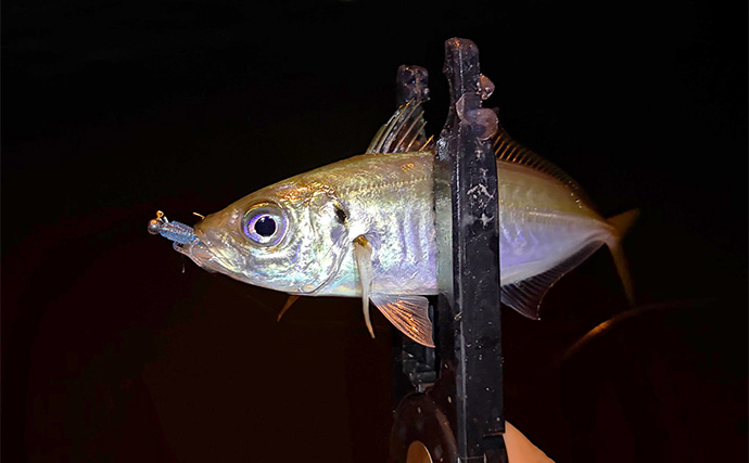 大阪南港でのアジングでアジ2桁釣果も巨ボラに苦戦　ゲストにキビレ顔出し