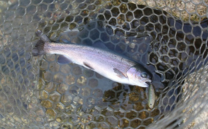 『26ベレッツァ・プロトタイプ』を実釣検証　通い込みアングラーが語るエリアトラウトロッドの使い分け