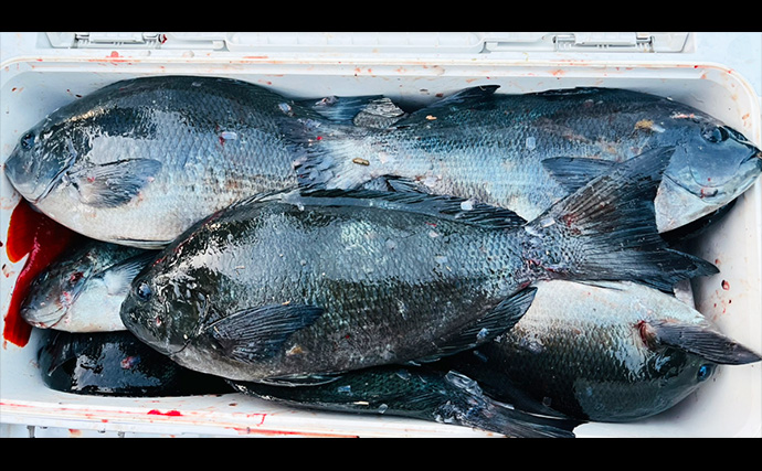 フカセ釣りで40cm級頭にクロ連打【大分・蒲江】サイズアップを狙う釣り方とは？