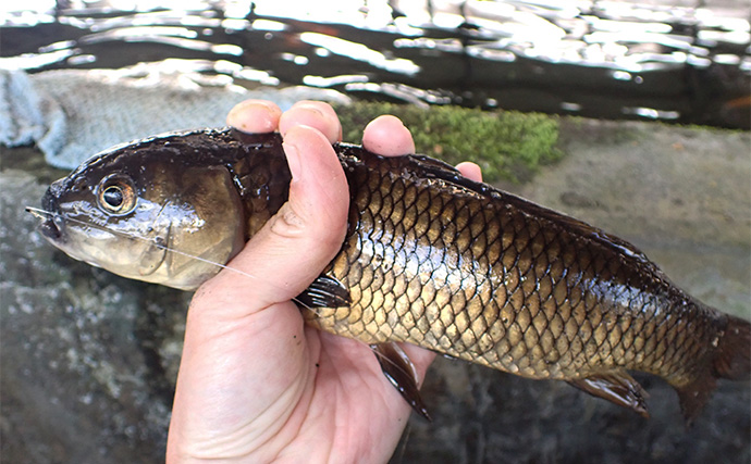 屋内釣り堀でコイのツ抜けに成功！【静岡】底釣りと宙釣りの使い分けがキモ？