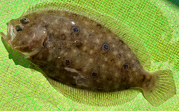 乗船者15名全員がアマダイをキャッチ！【ちがさき丸】相模湾アマダイ釣りが活況