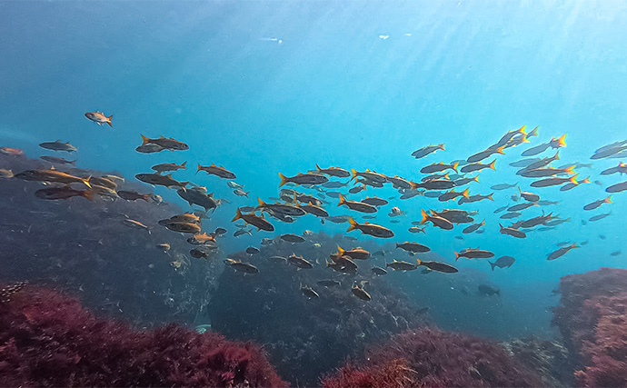 「海の中で出会ったヌシ魚に惚れた！」 磯で潜水してどんな魚がいるか調べてみた