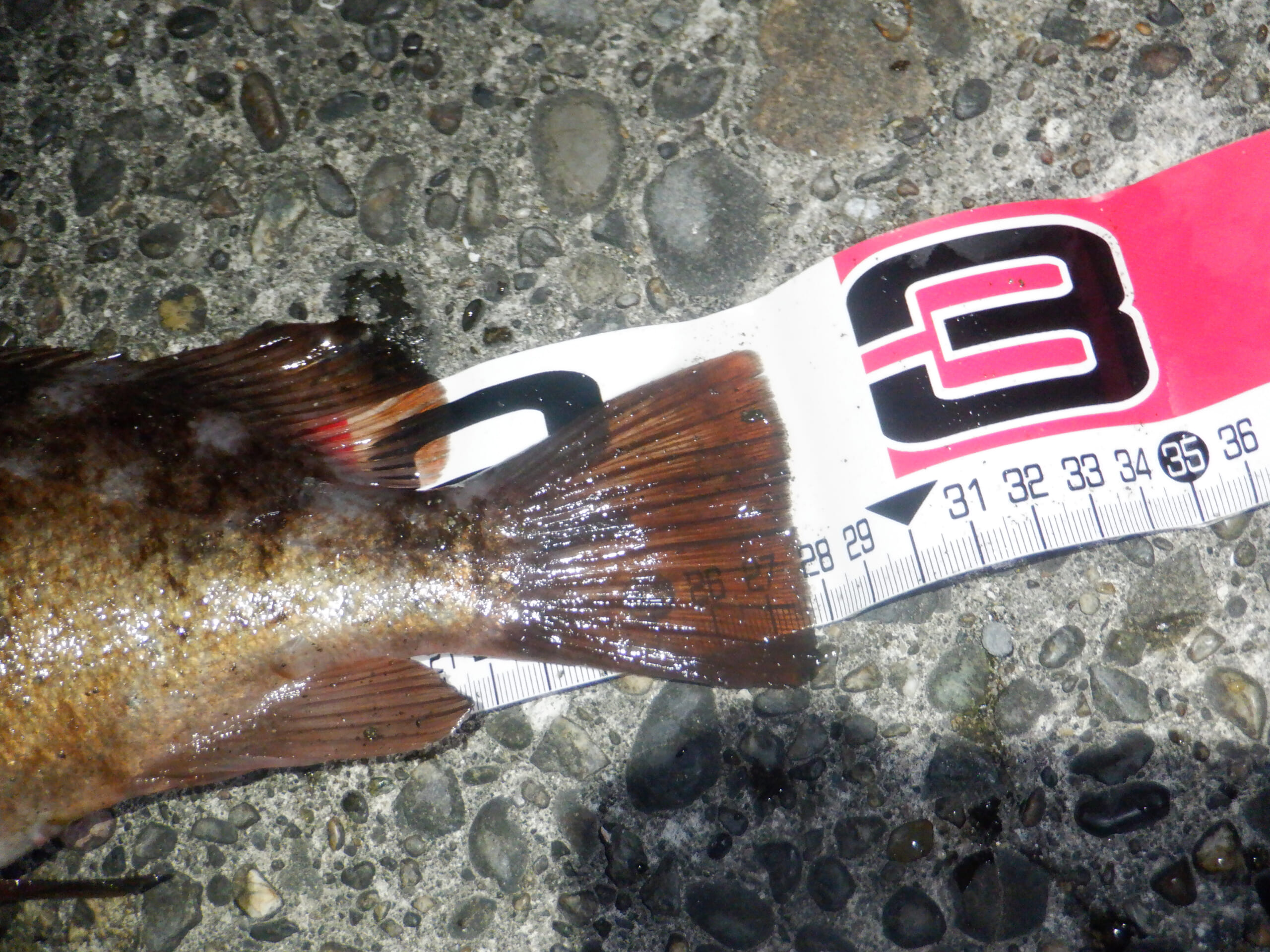 堤防メバリングで28cmメバルを好捕【千葉・勝浦】 尺メバルを狙える条件とは？