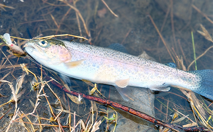 「エリアトラウトシーズン本格化！」日本ラインマス釣り場で快適釣行を満喫