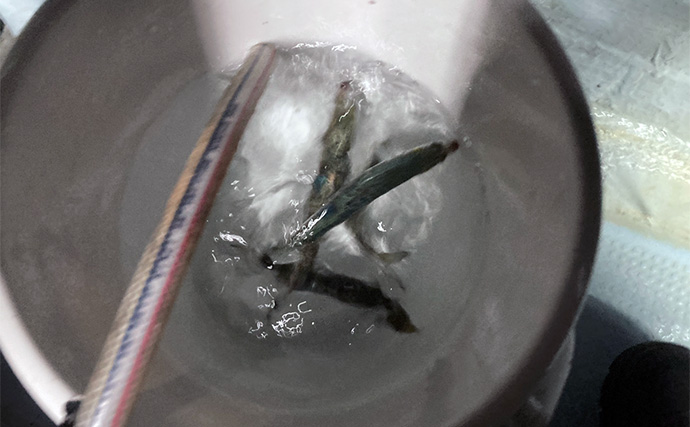 泳がせ釣りで120cm・2.6kgハモをキャッチ【三重】青物に引けを取らぬ豪引を堪能