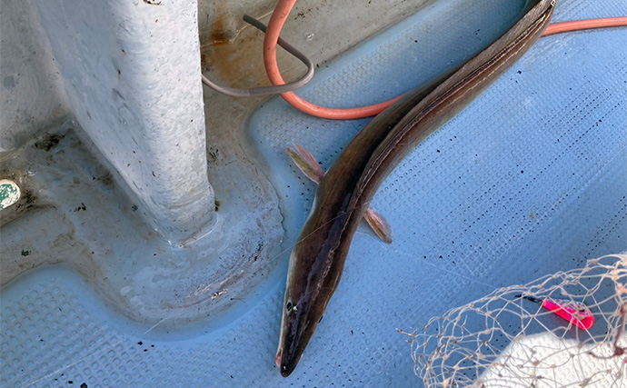 泳がせ釣りで120cm・2.6kgハモをキャッチ【三重】青物に引けを取らぬ豪引を堪能